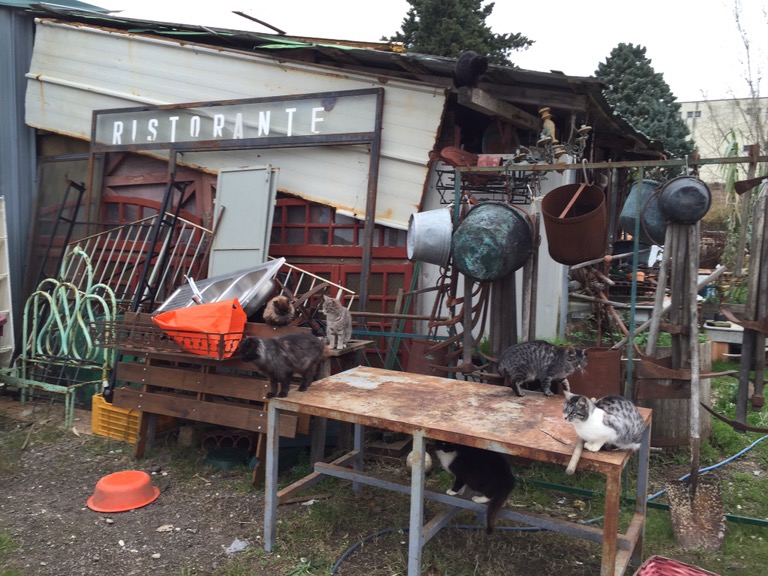 How many cats can you spot in this picture?